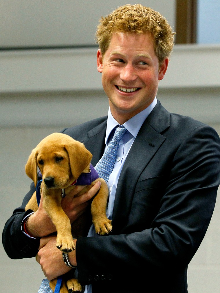 Image: Britain's Prince Harry holds Veyron, an eight week old puppy, during a visit to the charity Canine Partners Training Centre, in Midhurst in southern England